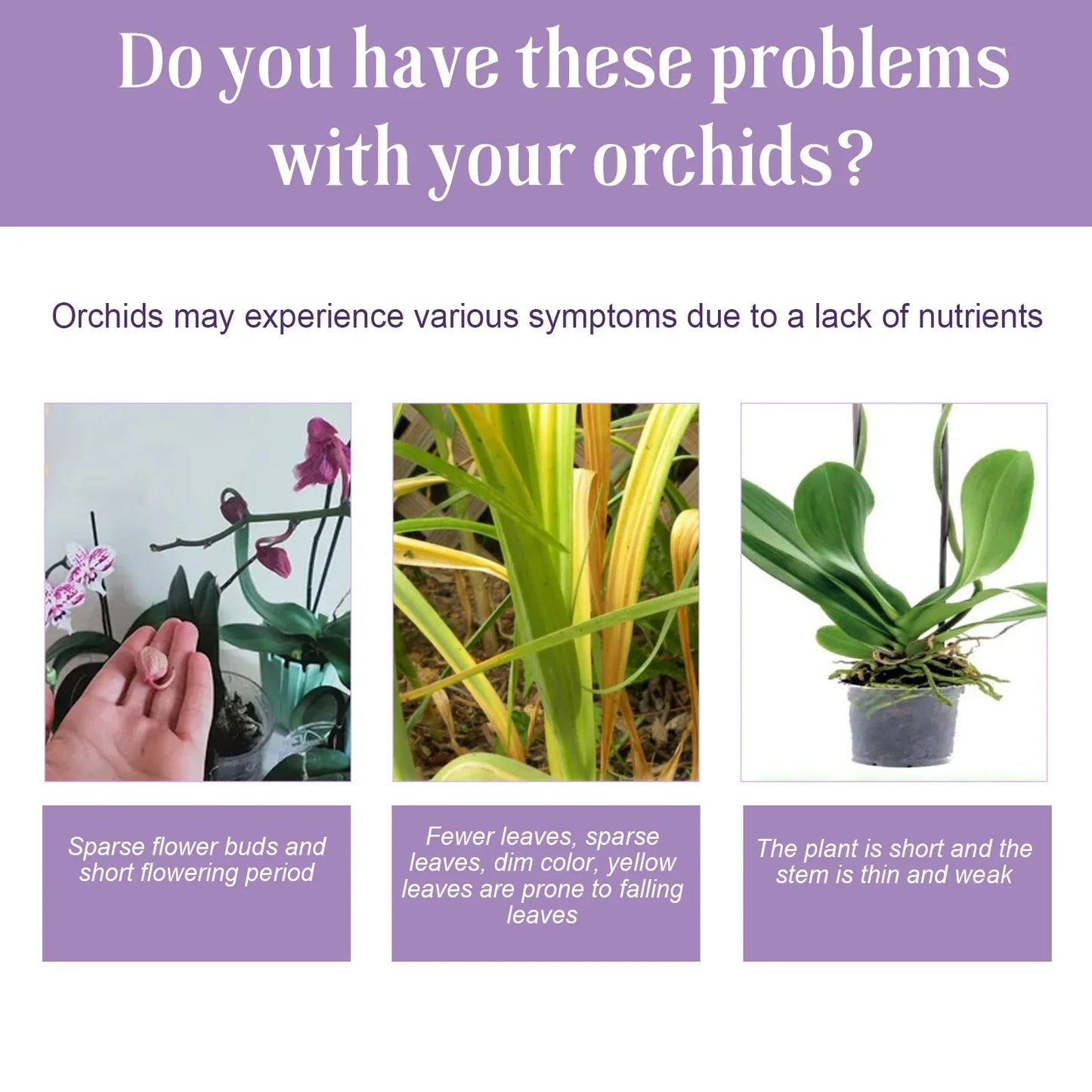 Orchid Liquid Plant Fertilizer | Hydroponic Nutrient Solution | 50ml | StriveRiseFit