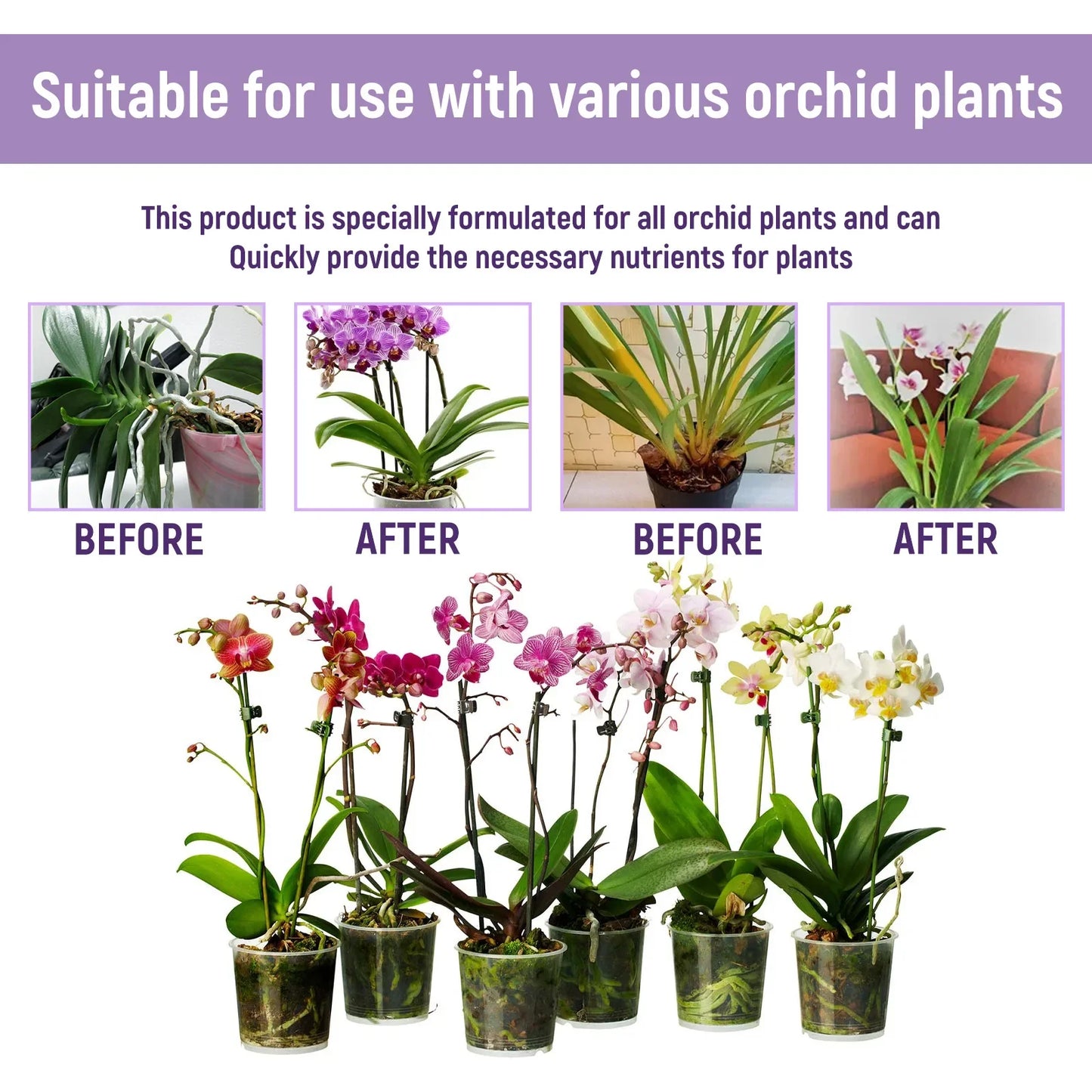 Orchid Liquid Plant Fertilizer | Hydroponic Nutrient Solution | 50ml | StriveRiseFit