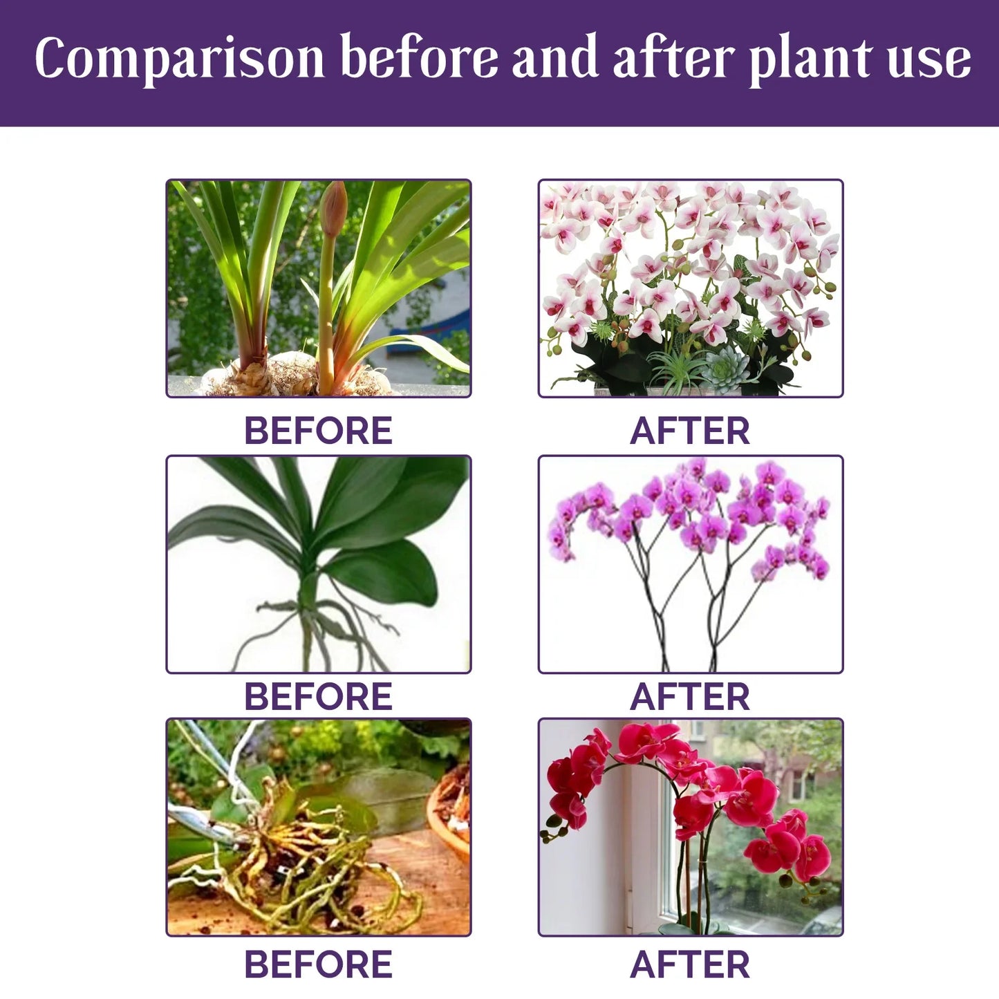 Orchid Liquid Plant Fertilizer | Hydroponic Nutrient Solution | 50ml | StriveRiseFit