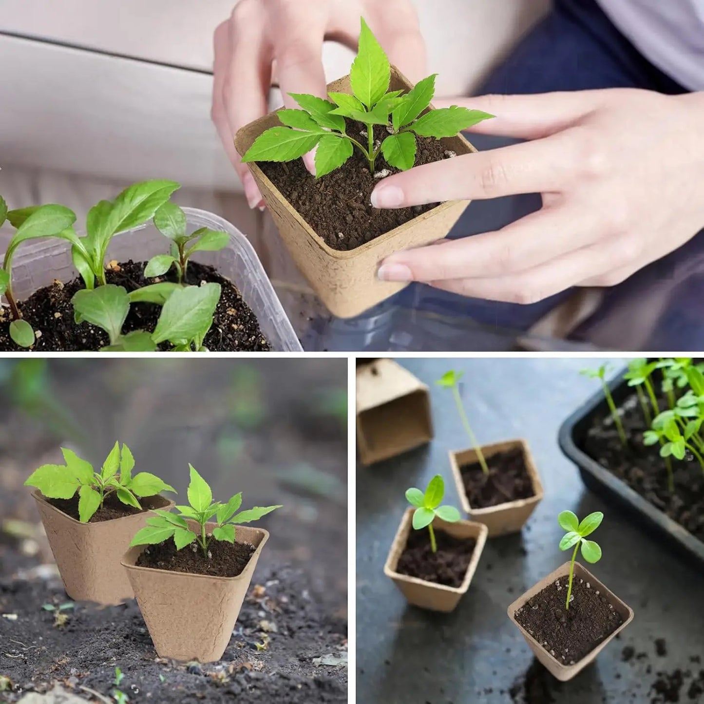 Square Biodegradable Peat Pots | 150-Pack + Labels | Seed Starting | StriveRiseFit